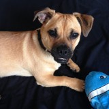 Jack the Jug, a cross between jack russell and pug dogs